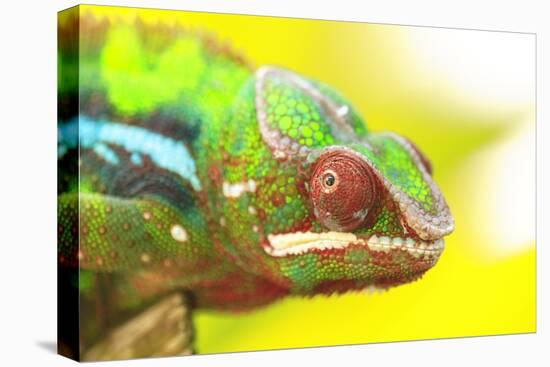 Panther Chameleon, Madagascar, Africa-Stuart Westmorland-Premier Image Canvas
