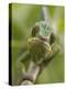 Panther Chameleon Walking Along Branch, Madagascar-Edwin Giesbers-Premier Image Canvas