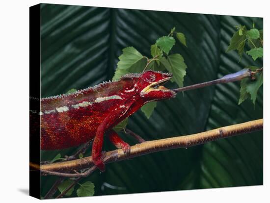 Panther Chameleon-DLILLC-Premier Image Canvas