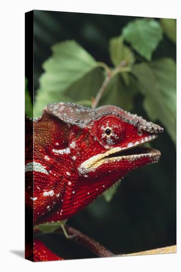 Panther Chameleon-DLILLC-Premier Image Canvas