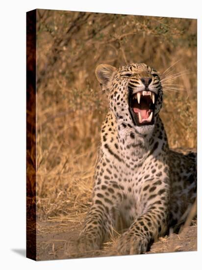 Panther, Okavango Delta, Botswana-Pete Oxford-Premier Image Canvas