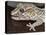 Panther or Ocelot gecko, Paroedura Pictus, washing eye, controlled conditions-Maresa Pryor-Premier Image Canvas