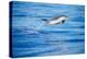 Pantropical spotted dolphin leaping out of the ocean, Hawaii-David Fleetham-Premier Image Canvas