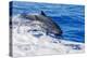 pantropical spotted dolphins side by side, porpoising, hawaii-david fleetham-Premier Image Canvas