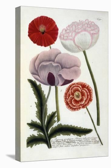 Papaver, from Johann Wilhelm Weinmann's Phytanthoza Iconographia, 1737-Georg Dionysius Ehret-Premier Image Canvas