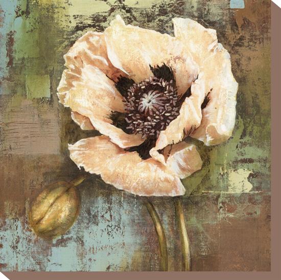 Papaver I Poppy Flower-Selina Werbelow-Stretched Canvas