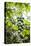 Papaya Tree, Amazon Rainforest, Coca, Ecuador, South America-Matthew Williams-Ellis-Premier Image Canvas