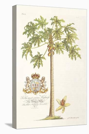 Papaya Tree-Porter Design-Premier Image Canvas