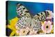 Paper Kite Butterfly, Idea leuconoe on Gerber Daisies-Darrell Gulin-Premier Image Canvas