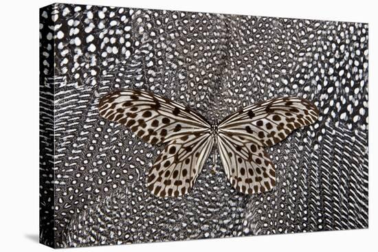 Paper Kite Butterfly on Black and White Guinea Fowl Feathers Design-Darrell Gulin-Premier Image Canvas
