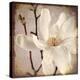 Paper Magnolia Closeup-LightBoxJournal-Premier Image Canvas