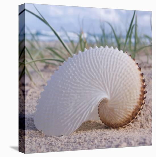 Paper Nautilus-Mark Goodall-Stretched Canvas