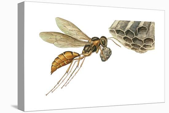 Paper Wasp (Vespidae), Insects-Encyclopaedia Britannica-Stretched Canvas