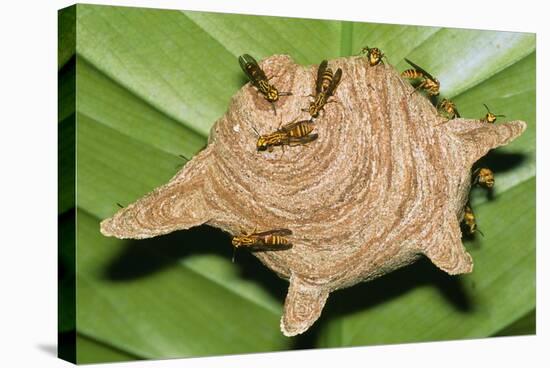 Paper Wasps on Their Nest-Dr. George Beccaloni-Premier Image Canvas