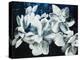 Paper Whites-Kari Taylor-Premier Image Canvas