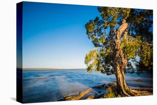 Paperbark tree growing on the shore of Lake Cootharaba, Queensland, Australia-Mark A Johnson-Premier Image Canvas