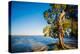Paperbark tree growing on the shore of Lake Cootharaba, Queensland, Australia-Mark A Johnson-Premier Image Canvas