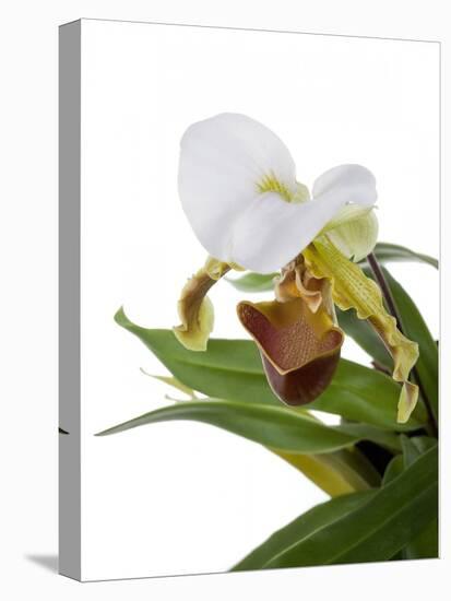 Paphiopedilum Leeanum-Fabio Petroni-Premier Image Canvas