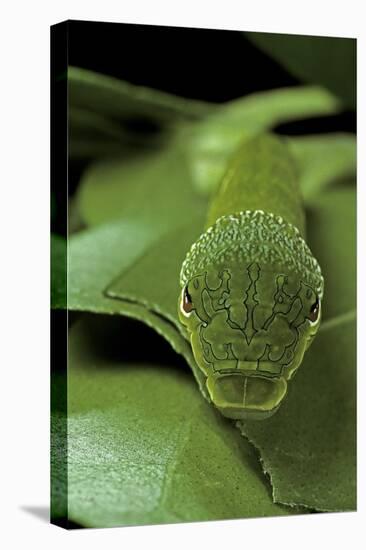 Papilio Bianor (Chinese Peacock Butterfly) - Caterpillar-Paul Starosta-Premier Image Canvas