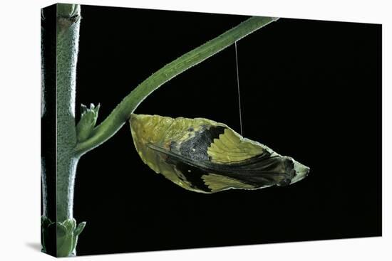 Papilio Dardanus (African Swallowtail, Mocker Swallowtail Butterfly) - Pupa before Emergence-Paul Starosta-Premier Image Canvas