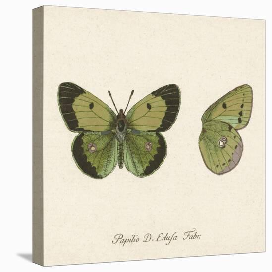 Papilio Edusa Fabr-A^ Poiteau-Stretched Canvas