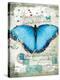 Papillon III-Ken Hurd-Stretched Canvas