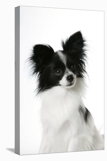 Papillon-null-Premier Image Canvas