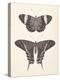 Papillons I Neutral-Wild Apple Portfolio-Stretched Canvas