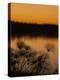 Papyrus Reeds Along Zambezi River at Sunset, Eastern End of the Caprivi Strip, Namibia, Africa-Kim Walker-Premier Image Canvas