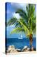 Paradise Palm Tree with a Sailboat on the Ocean - Florida-Philippe Hugonnard-Premier Image Canvas