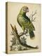 Paradise Parrots V-George Edwards-Stretched Canvas