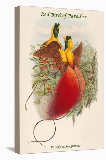 Paradisea Sanguinea - Red Bird of Paradise-John Gould-Stretched Canvas