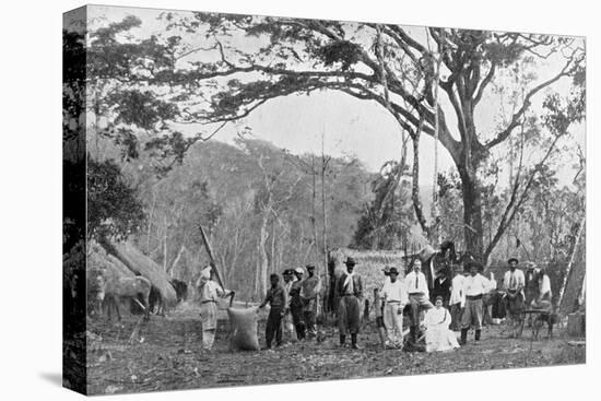 Paraguayan Tea Gathering, Paraguay, 1911-null-Premier Image Canvas