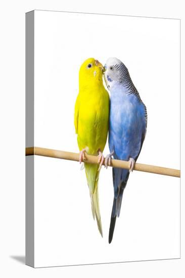 Parakeets-null-Premier Image Canvas