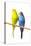 Parakeets-null-Premier Image Canvas