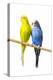 Parakeets-null-Premier Image Canvas