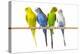 Parakeets-null-Premier Image Canvas