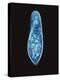 Paramecium Caudatum, Light Micrograph-Laguna Design-Premier Image Canvas