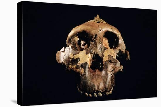 Paranthropus Boisei Skull-Javier Trueba-Premier Image Canvas