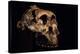 Paranthropus Boisei Skull-Javier Trueba-Premier Image Canvas