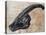 Parasaurolophus Walkerii Dinosaur Skull-Stocktrek Images-Stretched Canvas