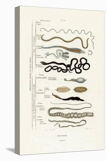 Parasites, 1833-39-null-Premier Image Canvas