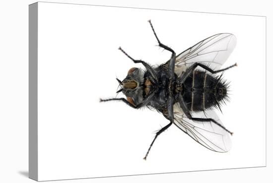 Parasitic Fly-Dr. Keith Wheeler-Premier Image Canvas