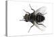 Parasitic Fly-Dr. Keith Wheeler-Premier Image Canvas