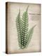 Parchment Fern-Albert Koetsier-Stretched Canvas