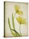 Parchment Flowers IV-Judy Stalus-Stretched Canvas