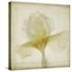 Parchment Flowers IX-Judy Stalus-Stretched Canvas