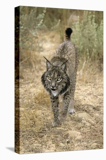 Pardel Lynx, Iberian Lynx-null-Premier Image Canvas