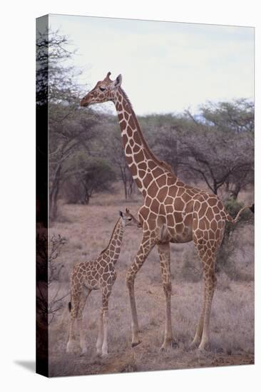 Parent and Young Giraffe-DLILLC-Premier Image Canvas