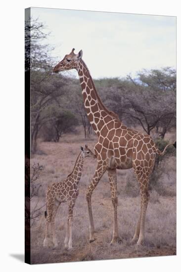 Parent and Young Giraffe-DLILLC-Premier Image Canvas